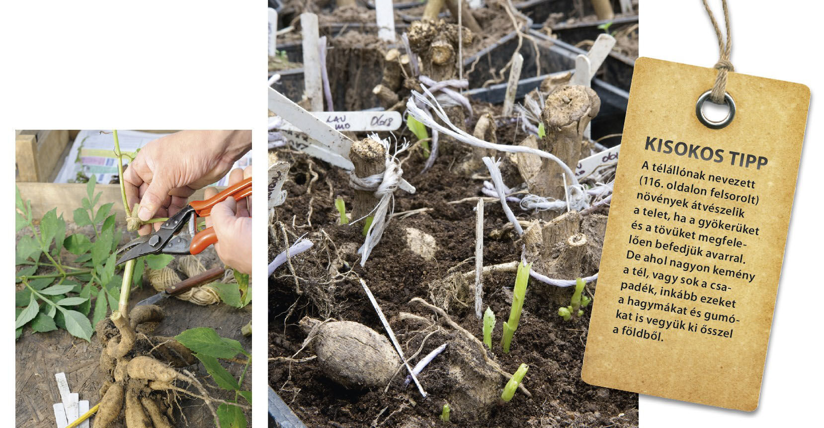 A kertesház felkészítése a télre. 23 A kertesház felkészítése a télre. - Növények gondozása és védelme