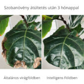 Kép 5/5 - Intelligens föld, természetes összetevőket tartalmazó virágföld 5 kg