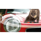 Kép 2/3 - Swissinno Nyestriasztó autóba