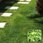 Kép 2/2 - Rocalba Kertimag Dichondra-Zöld szőnyeg Vetőmag 100 g