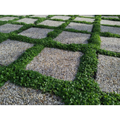 Barenbrug Dichondra – Talajtakaró zöld szőnyeg