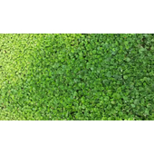 Barenbrug Dichondra – Talajtakaró zöld szőnyeg