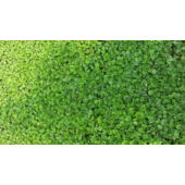 Kép 3/10 - Barenbrug Dichondra – Talajtakaró zöld szőnyeg 500 g