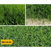 Kép 2/3 - Barenbrug Bermuda csillagpázsit 500 gramm