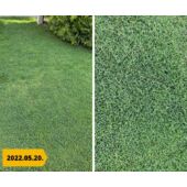 Kép 3/3 - Barenbrug Bermuda csillagpázsit 500 gramm