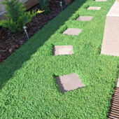 Kép 8/10 - Barenbrug Dichondra – Talajtakaró zöld szőnyeg 500 g