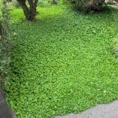 Kép 9/10 - Barenbrug Dichondra – Talajtakaró zöld szőnyeg 500 g