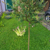 Kép 10/10 - Barenbrug Dichondra – Talajtakaró zöld szőnyeg 500 g