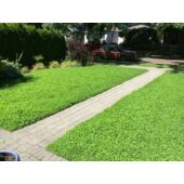 Kép 7/7 - Barenbrug Dichondra – Talajtakaró zöld szőnyeg 500 g
