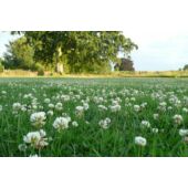Kép 2/2 - Barenbrug fehérhere-aprólevelű (microhere) Clover Seeds 0,5 kg 
