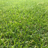 Kép 3/6 - Barenbrug Water Saver pázsitmag, fűmag (szárazságtűrő)  1kg