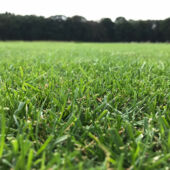 Kép 2/6 - Barenbrug Water Saver pázsitmag, fűmag (szárazságtűrő)  1kg