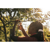 Kép 6/6 - Plus™ metszőolló, mellévágó P751 4