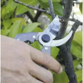 Kép 5/9 - Nishigaki metszőolló 180mm N-202 (japán)