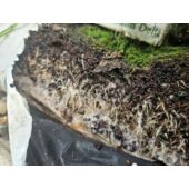 Kép 5/5 - Quik-Link gyökereztető növénykondicionáló 200ml