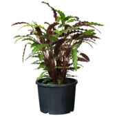 Kép 3/3 - Nature Polietilén virágcserép, 12 l, 23 x D30 cm, fekete