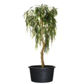 Kép 3/3 - Nature Polietilén virágcserép lapos tappal, 20 l, 26,5 x D37 cm, fekete
