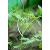 Kép 2/6 - Nature Galvanizált paradicsom futtató spirál