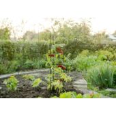 Kép 5/6 - Nature Háromszög alakú növénytámasz szett