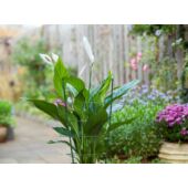 Kép 2/4 - Nature Műanyag bevonatú kúp alakú virágtámasz