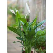 Kép 3/4 - 60 cm x D7 mm