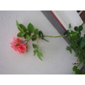 Kép 2/3 - Nature Műanyag futónövény rögzítő, 6 db, D24/45 mm, zöld