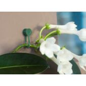 Kép 3/4 - Nature Műanyag futónövény rögzítő, 15 db, D15 mm, zöld