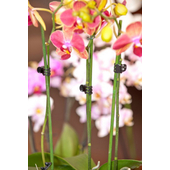Nature Orchidea rögzítő csipesz, 10 db, fekete