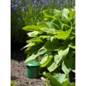 Kép 2/4 - Nature Meztelencsiga-csapda 2 db, 11 x D11,5 cm, zöld