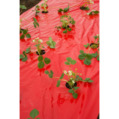 Kép 4/7 - Nature LDPE/LLDPE talajtakaró fólia, piros 40 x Ø 60 mm - 0,95 x 5 m