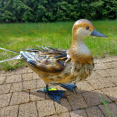 Kép 2/5 - Nortene Ducky dekoratív fém kacsa figura, 31 cm magas