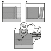 Kép 7/7 - Nortene Privatex szintetikus pálmaháncs