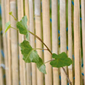 Kép 4/7 - Nortene Bamboocane bambusznád kerítés, 1x5m, bézs