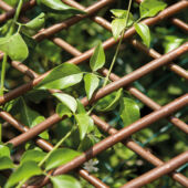 Kép 3/10 - Nortene Willow Trellis térelválasztó