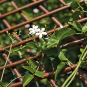 Kép 7/10 - Nortene Willow Trellis térelválasztó