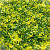 Kép 3/7 - Nortene Vertical buxus zöldfal buxus levelekkel (100x100cm)