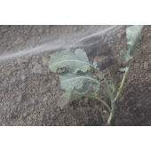 Kép 5/5 - Nortene Biocontrol rovarháló
