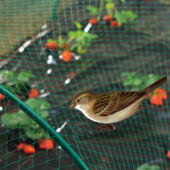 Kép 5/7 - Nortene Birdnet  rombusz szemformájú ,extrudált műanyag madárháló, 2x5, Zöld