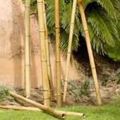 Kép 3/3 - Nortene Bamboo bambusz termesztő karó  (2 db karó / köteg), Ø 10-12 mm x M. 1,50 m