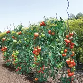 Kép 2/7 - Nortene Tomato Spiral Epoxy  paradicsom karó