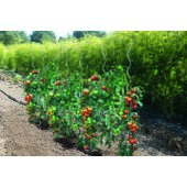 Kép 6/7 - Nortene Tomato Spiral galvanizál paradicsom karó