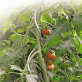 Kép 4/7 - Nortene Tomato Spiral galvanizál paradicsom karó 180 cm