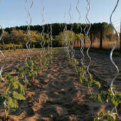 Kép 6/7 - Nortene Tomato Spiral galvanizál paradicsom karó 180 cm