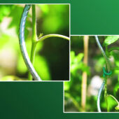 Kép 7/7 - Nortene Tomato Spiral galvanizál paradicsom karó 180 cm
