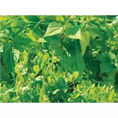 Kép 5/5 - Nortene Trellinet növénytartó háló, uborkaháló, rácsméret 150x170 mm, 1,7 x 50, Zöld