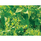 Kép 4/5 - Nortene Trellinet növénytartó háló, uborkaháló, rácsméret 150 x 150 mm,  1,2 x 5m, Zöld