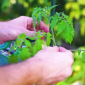 Kép 2/2 - Nortene Steel Plast  műanyag bevonatú acél karó, ø 8 mm x M. 0,90 m