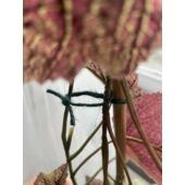 Kép 2/4 - Nortene Jute kerti zsineg, 50 m, Zöld