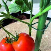 Kép 3/4 - Nortene Jute kerti zsineg, 50 m, Zöld