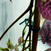 Kép 4/4 - Nortene Jute kerti zsineg, 50 m, Zöld